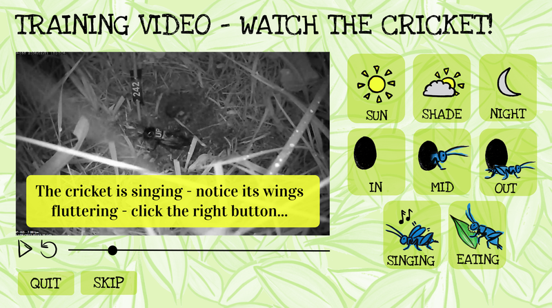 Screenshot of training stage with a cricket video, prompt to notice it singing, and various buttons for tagging behaviours