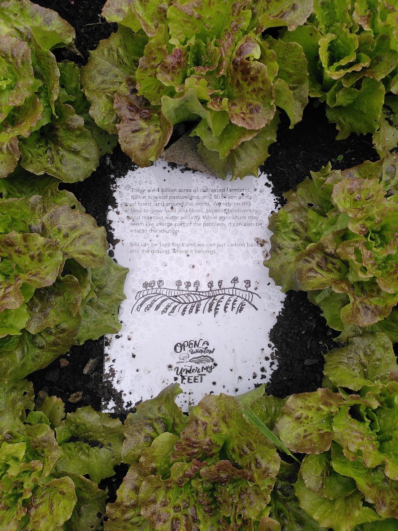 Photo of a sign embedded in the soil surrounded by lettuces