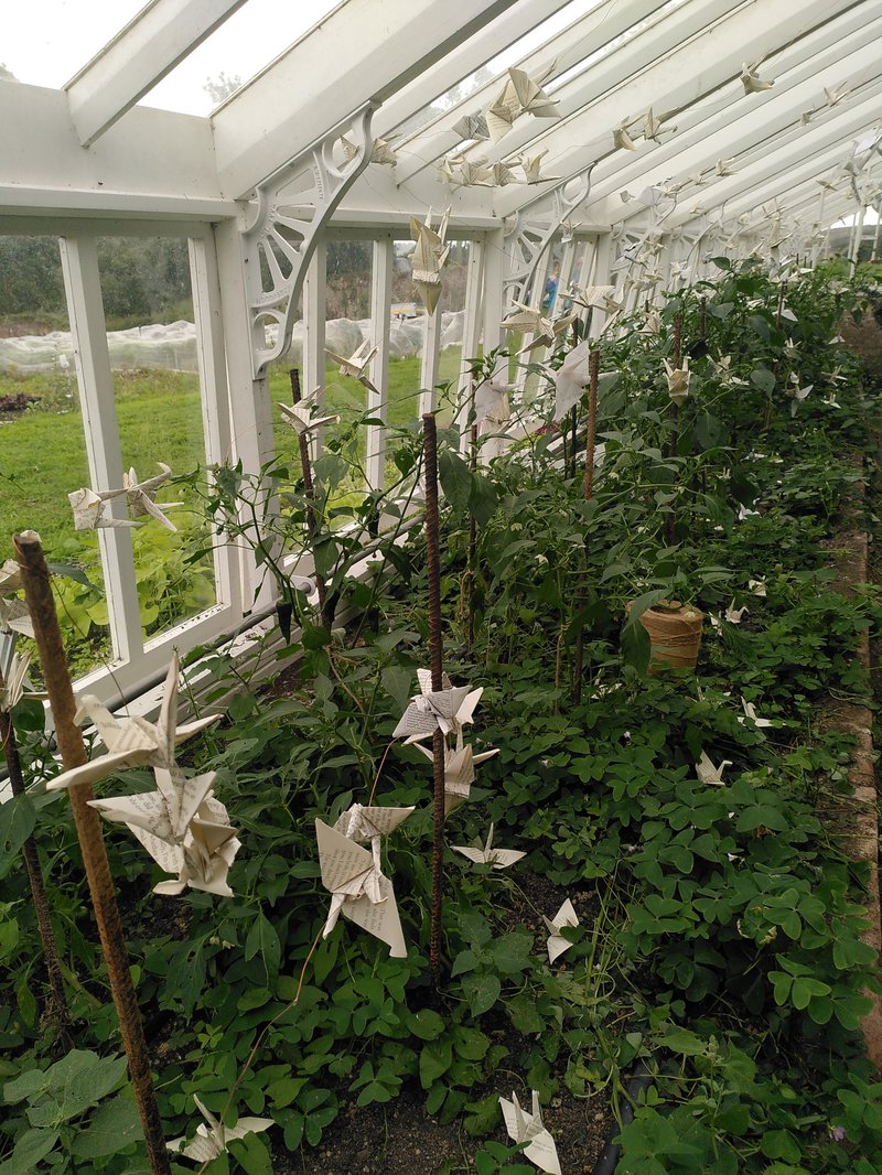 Photo of origami birds strung around an old greenhouse