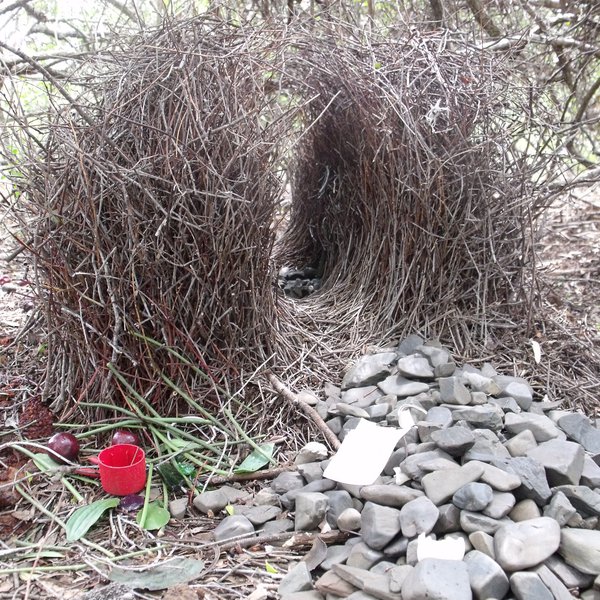 The Great Bower Building Experiment Then Try This