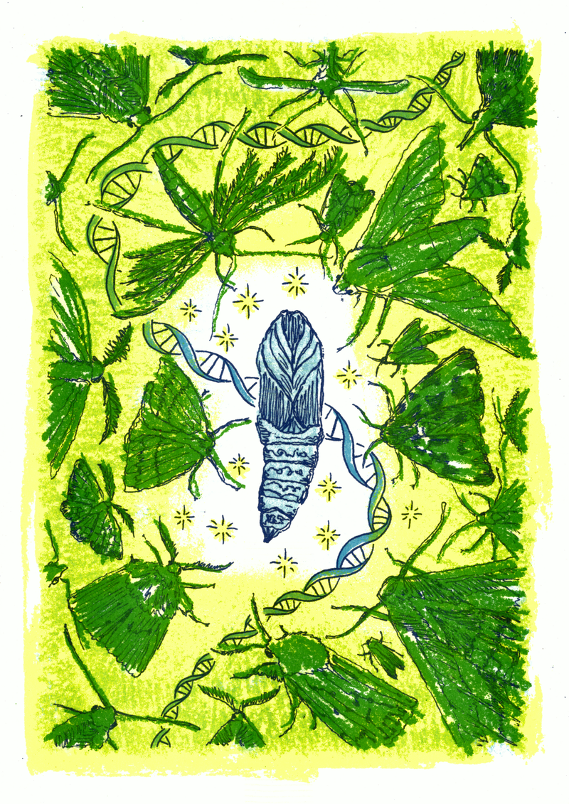 riso print of cocoon surrounded by moths, with stars and a strand of dna behind