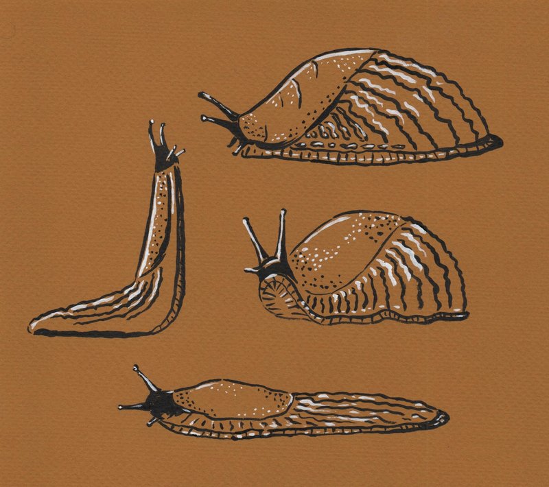 Slugs drawn in black ink with a brush, on brown paper, with white highlights